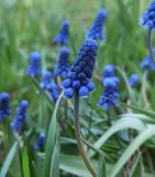 род Muscari