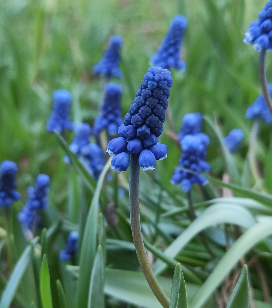 Изображение особи род Muscari.