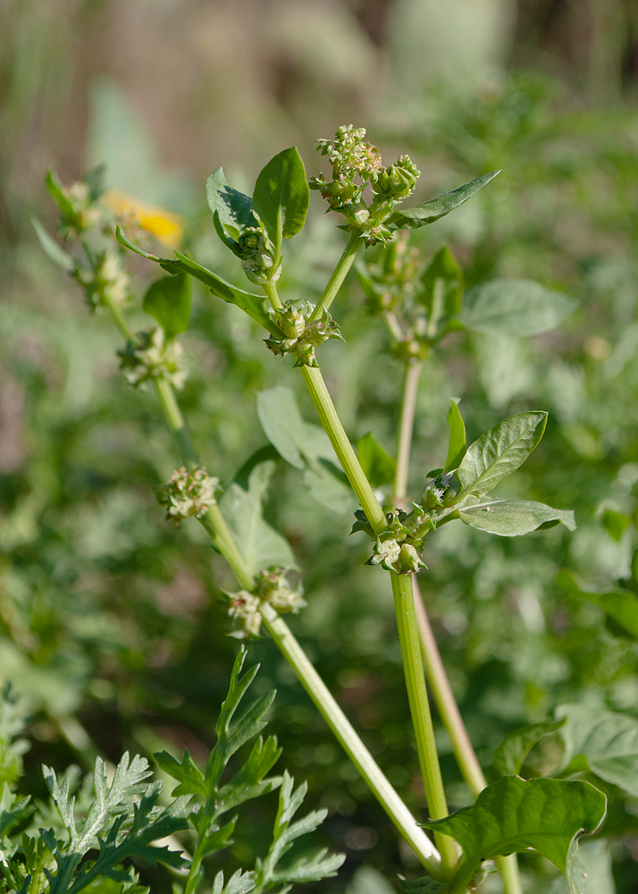 Изображение особи Rumex spinosus.