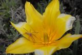 Tulipa iliensis