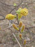 Salix bebbiana. Верхушка побега с цветущими и распускающимися мужскими соцветиями. Хабаровский край, г. Комсомольск-на-Амуре, дол. руч. Тёплый ключ. 02.05.2024.