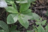 Brachybotrys paridiformis. Верхушка отцветшего растения с погрызенными листьями. Приморье, Хасанский р-н, окр. с. Кравцовка, широколиственный лес. 20.06.2024.