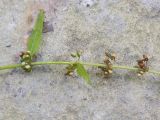Rumex conglomeratus. Часть соплодия. Краснодарский край, Крымский р-н, окр. станицы Неберджаевская, ур. Темрючки, дубово-грабовый лес, у лесного ручья. 27.06.2024.