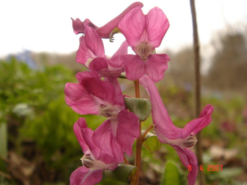 Image of Corydalis caucasica specimen.