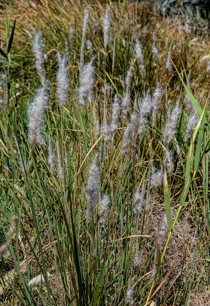 Image of Imperata cylindrica specimen.