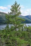 Larix sibirica
