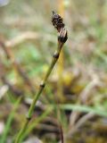 Equisetum variegatum