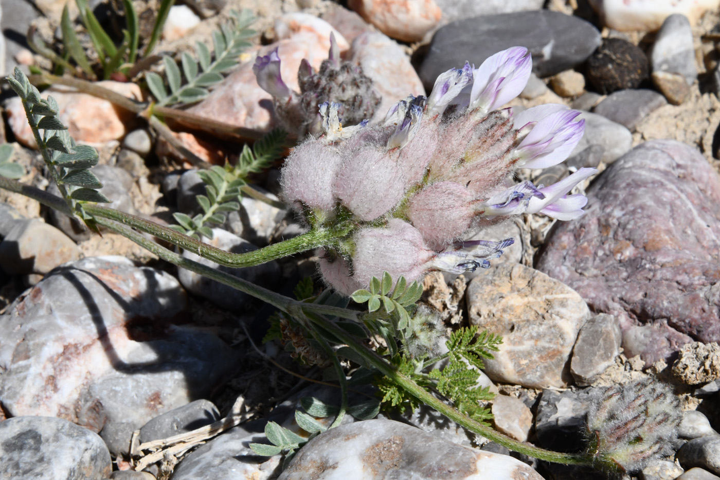 Изображение особи Astragalus nivalis.