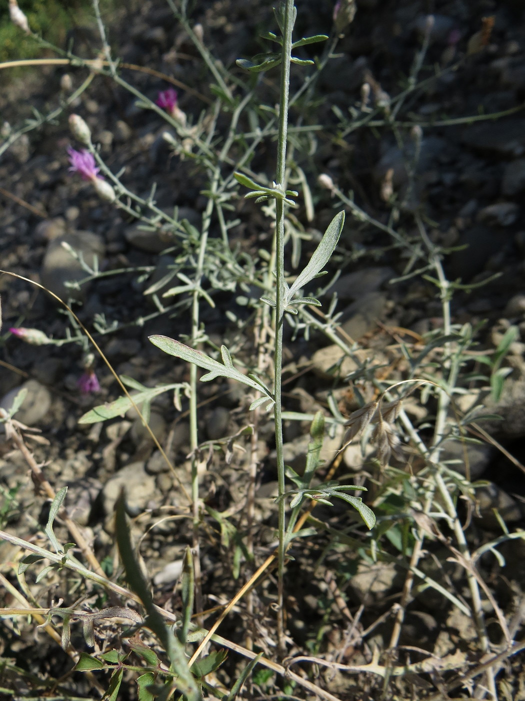 Image of Centaurea transcaucasica specimen.