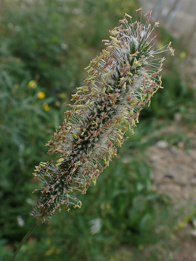Image of Phleum pratense specimen.