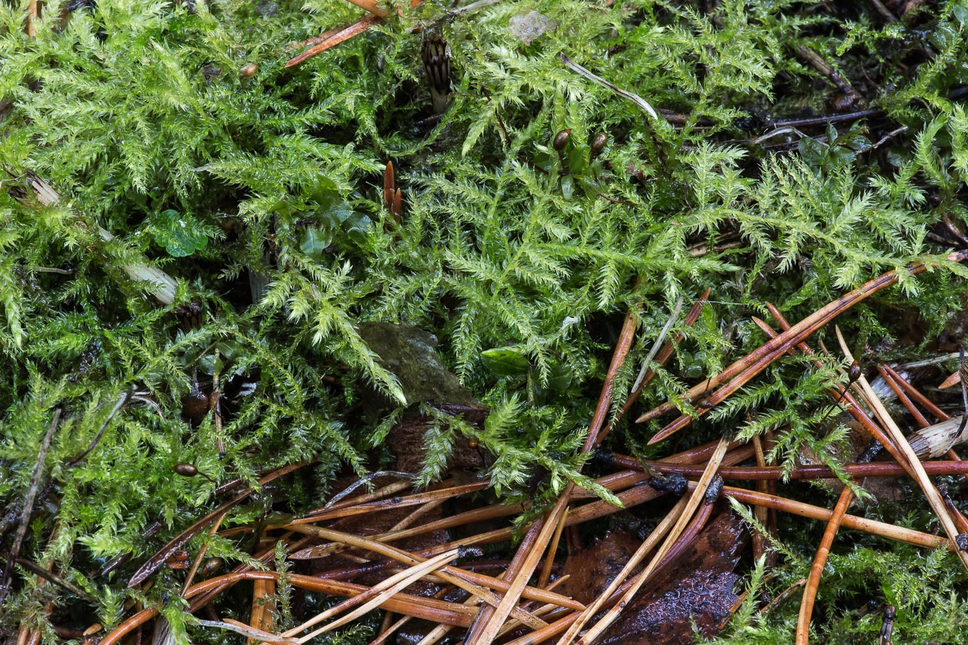 Image of familia Brachytheciaceae specimen.