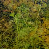 genus Batrachium. Вегетирующее растение. Ленинградская обл., Ломоносовский р-н, Низинское сельское поселение, Шинкарский пруд, на глубине 1,5 м. 14.09.2024.