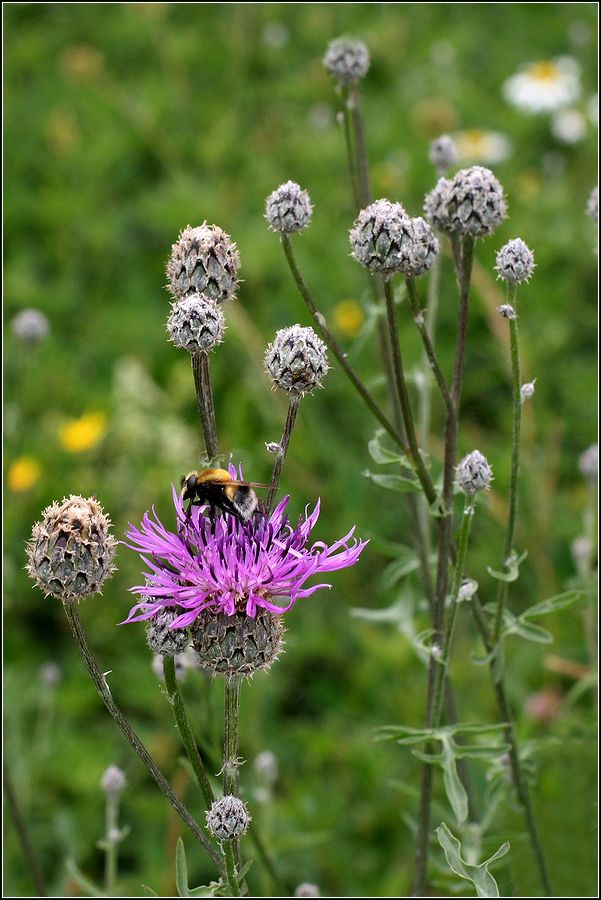 Image of Centaurea scabiosa specimen.