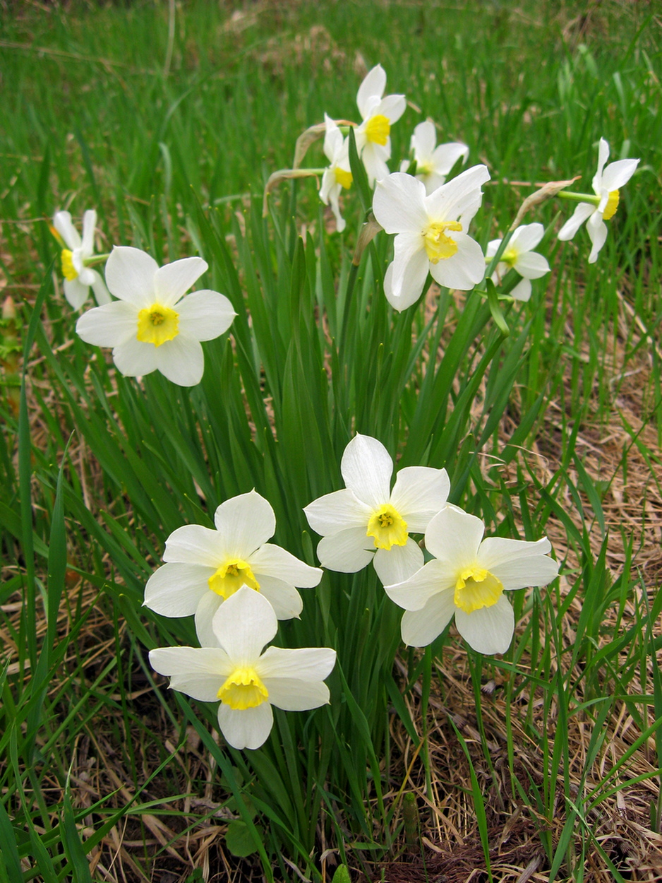 Image of Narcissus × incomparabilis specimen.