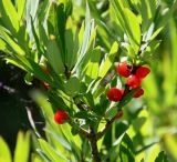 Daphne mezereum