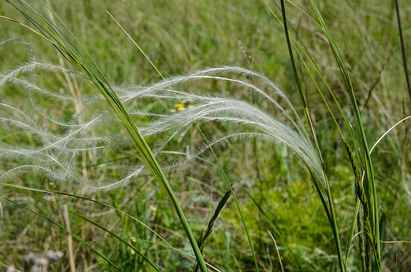 Изображение особи род Stipa.