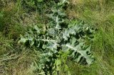 Onopordum acanthium