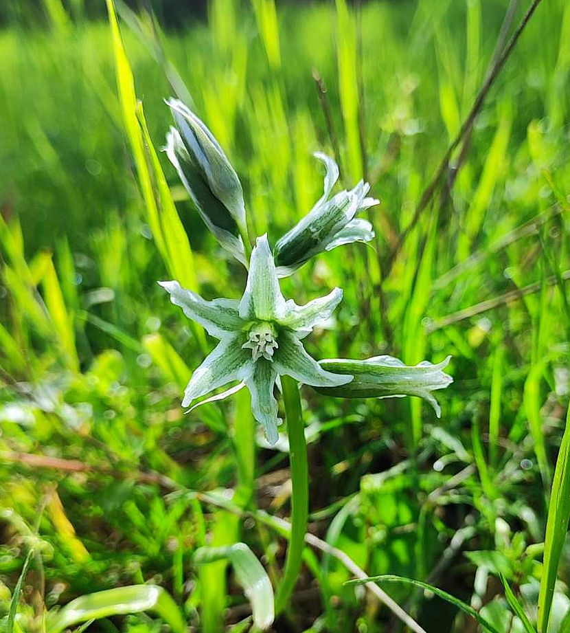 Image of Ornithogalum boucheanum specimen.