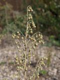 Artemisia sieversiana
