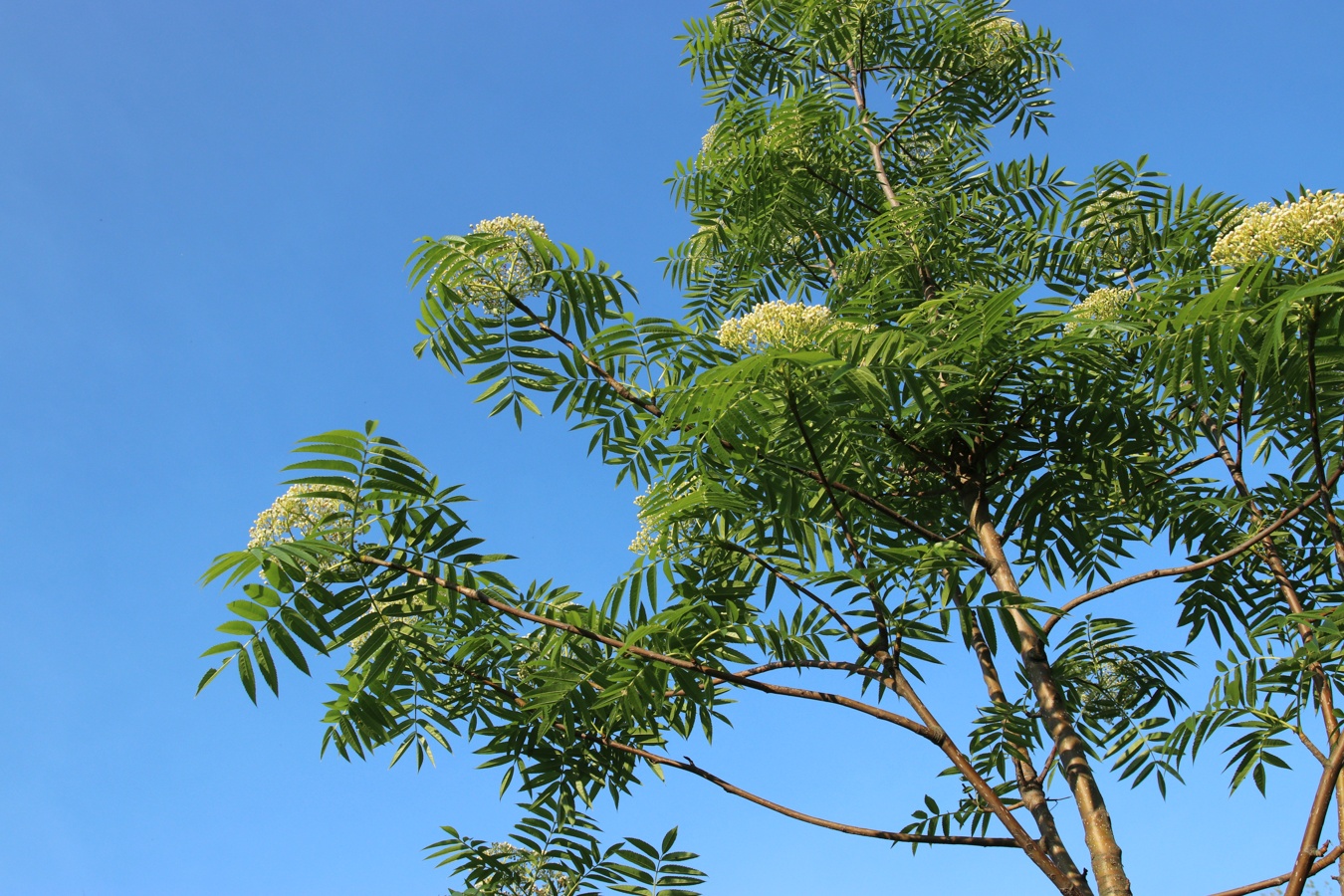 Изображение особи род Sorbus.