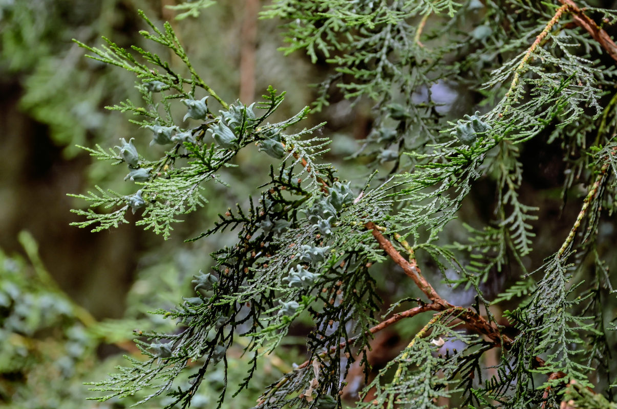 Image of Platycladus orientalis specimen.