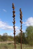 Orobanche pallidiflora. Сухие прошлогодние соплодия. Ленинградская обл., Гатчинский р-н, окр. пос. Пудость, берег р. Ижора, сырой луг с Cirsium oleraceum под кустами ив (Salix). 21.05.2025.