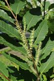 Castanea sativa