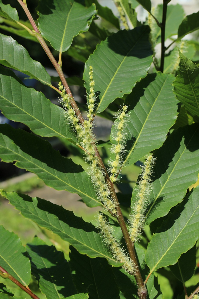 Изображение особи Castanea sativa.