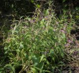 Phlomis pungens