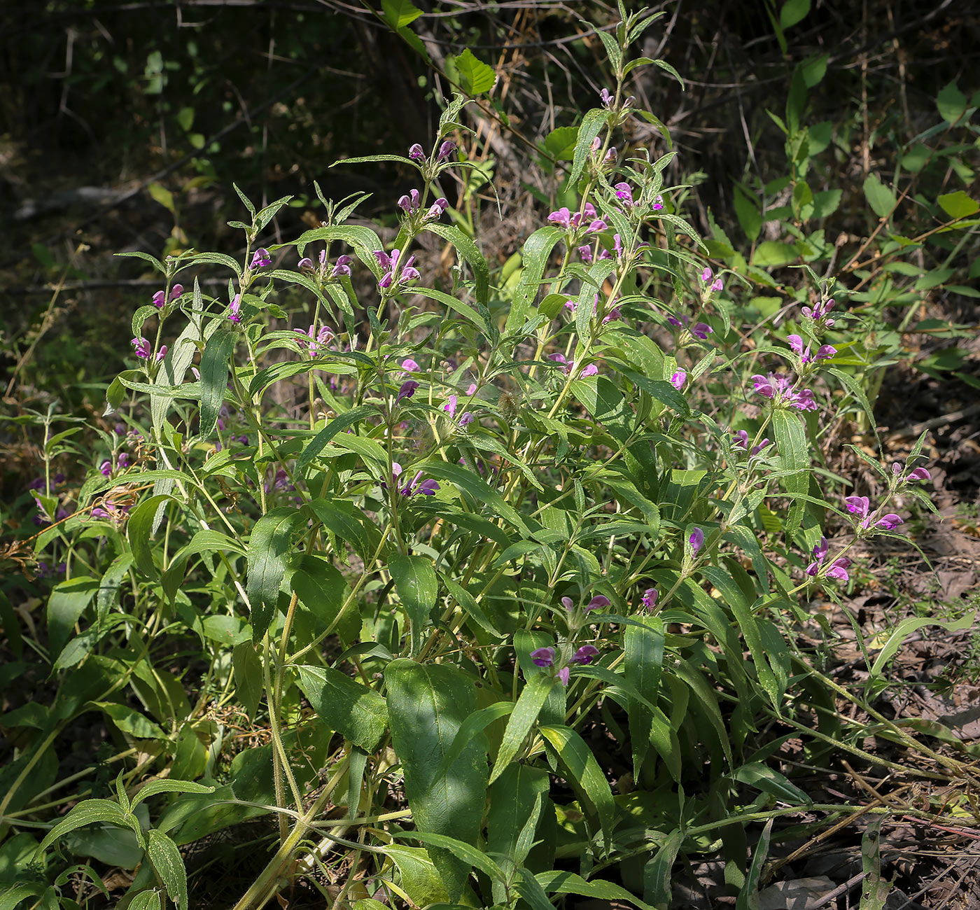 Image of Phlomis pungens specimen.