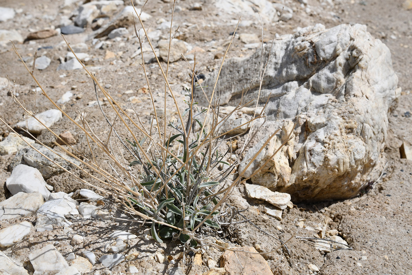 Image of Matthiola integrifolia specimen.