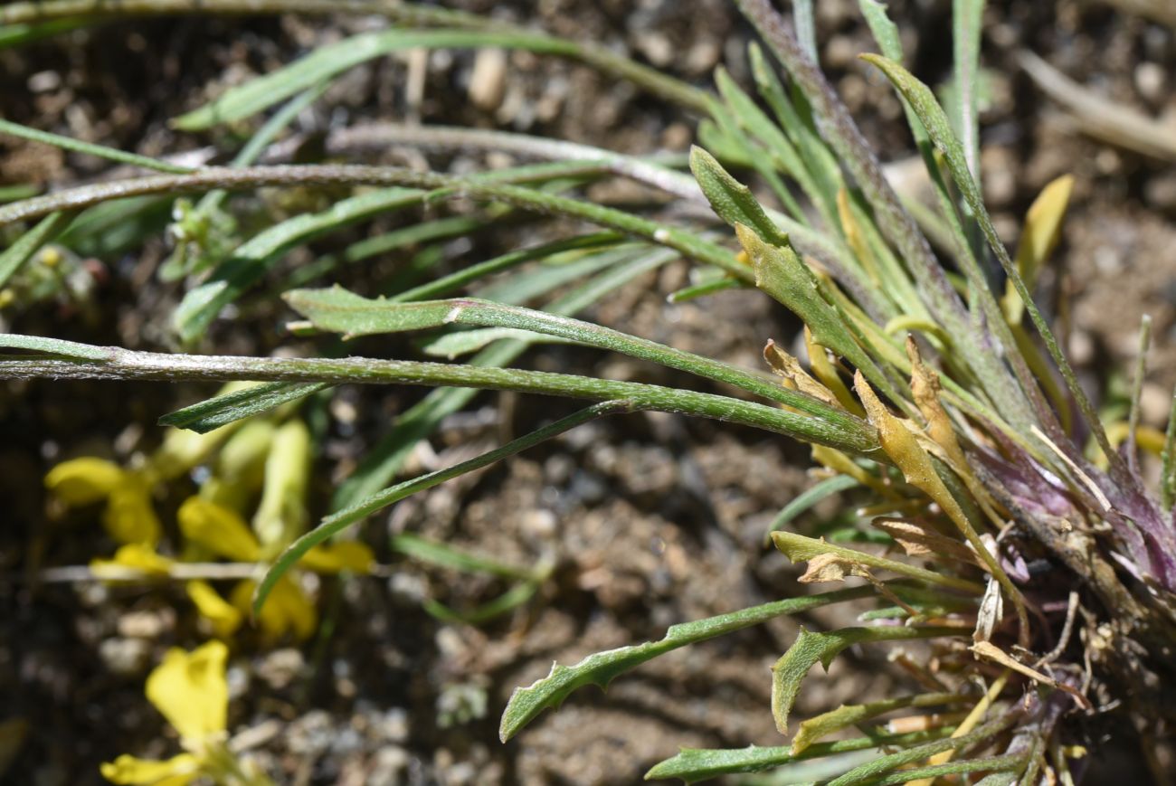 Image of genus Erysimum specimen.