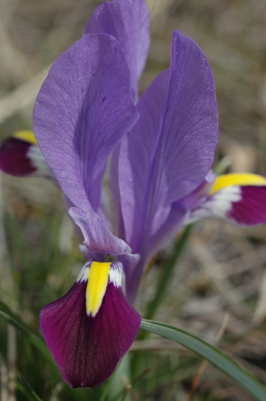 Изображение особи Iridodictyum kolpakowskianum.