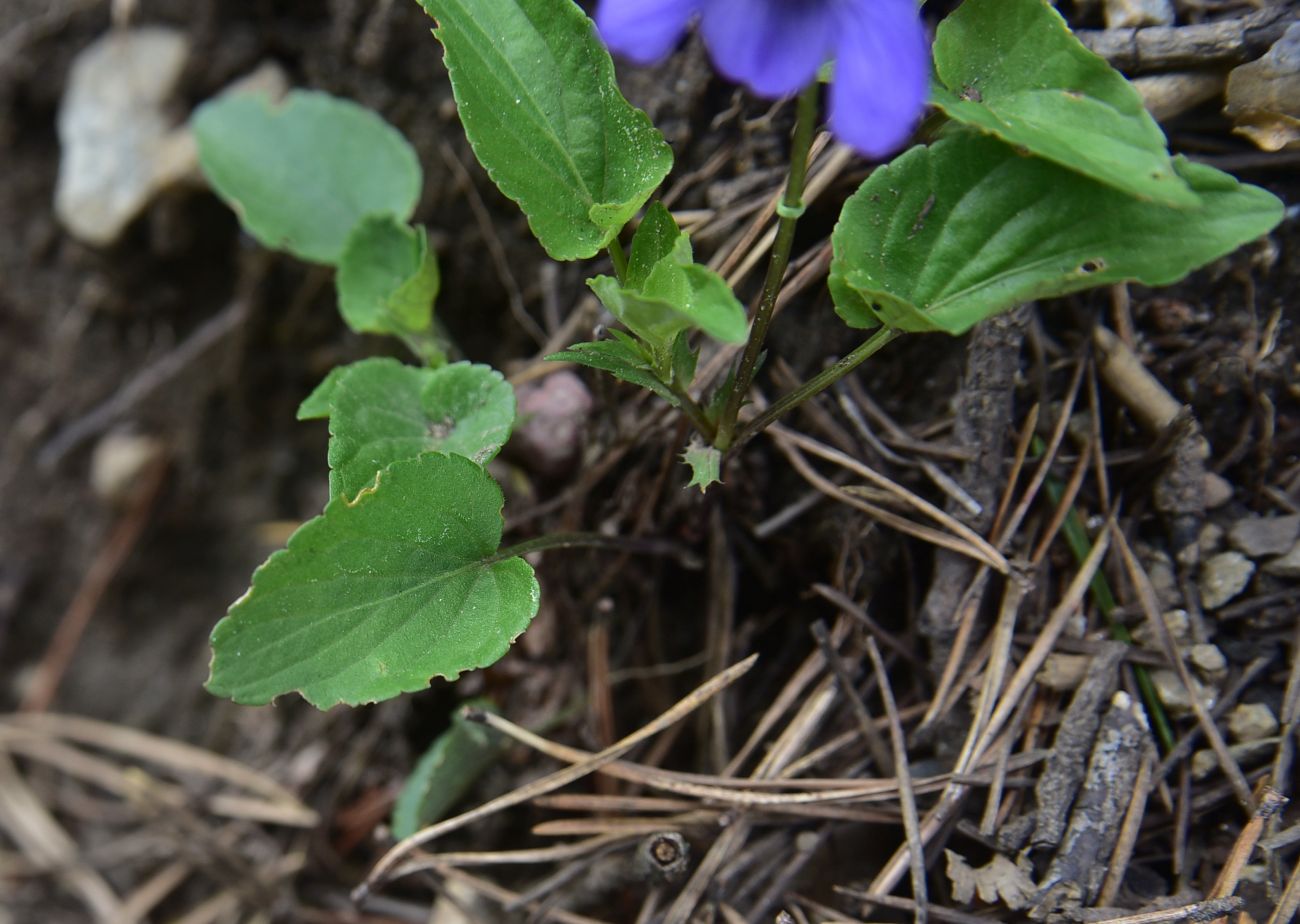 Image of Viola canina specimen.