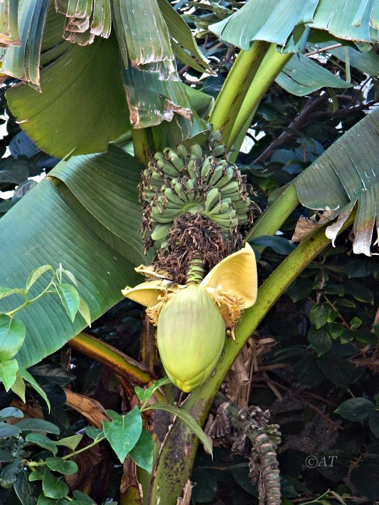Image of genus Musa specimen.