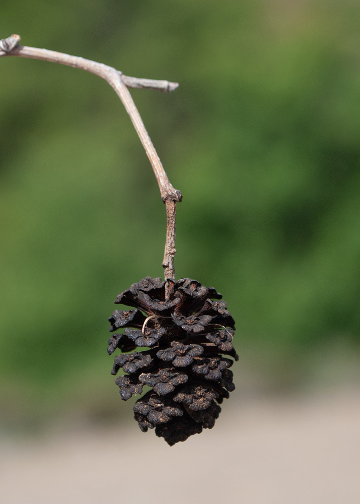 Изображение особи Alnus orientalis.