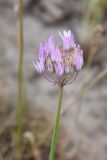 род Allium