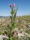 Epilobium velutinum. Верхушка цветущего и плодоносящего растения. Казахстан, Жамбылская обл; Закаратауская равнина, депрессия между горами Улькунбурултау и Малым Каратау, прибережная зона оз. Нурлы. 13 июля 2025 г.