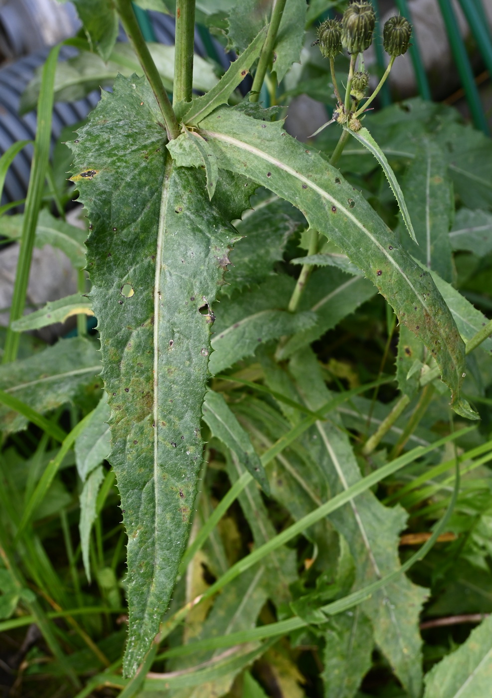 Image of Sonchus arvensis specimen.