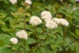 Spiraea beauverdiana. Верхушки побегов с соцветиями. Камчатский край, Елизовский р-н, р-н 210-го км Мильковской трассы, ур. Ганальская тундра, ≈ 490 м н.у.м., кустарничковая тундра. 28.06.2025.