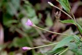 Epilobium adenocaulon. Верхушка побега с бутонами и цветком. Белгородская обл., пос. Ракитное, плотина Сахзаводского пруда, габион, кромка берега. 10 июня 2023 г.