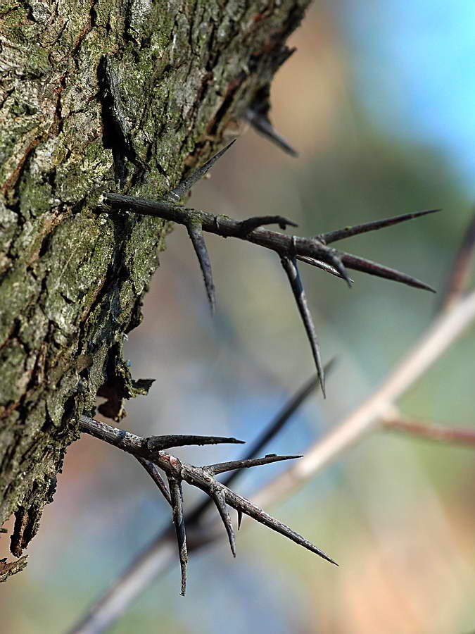 Изображение особи Crataegus punctata.