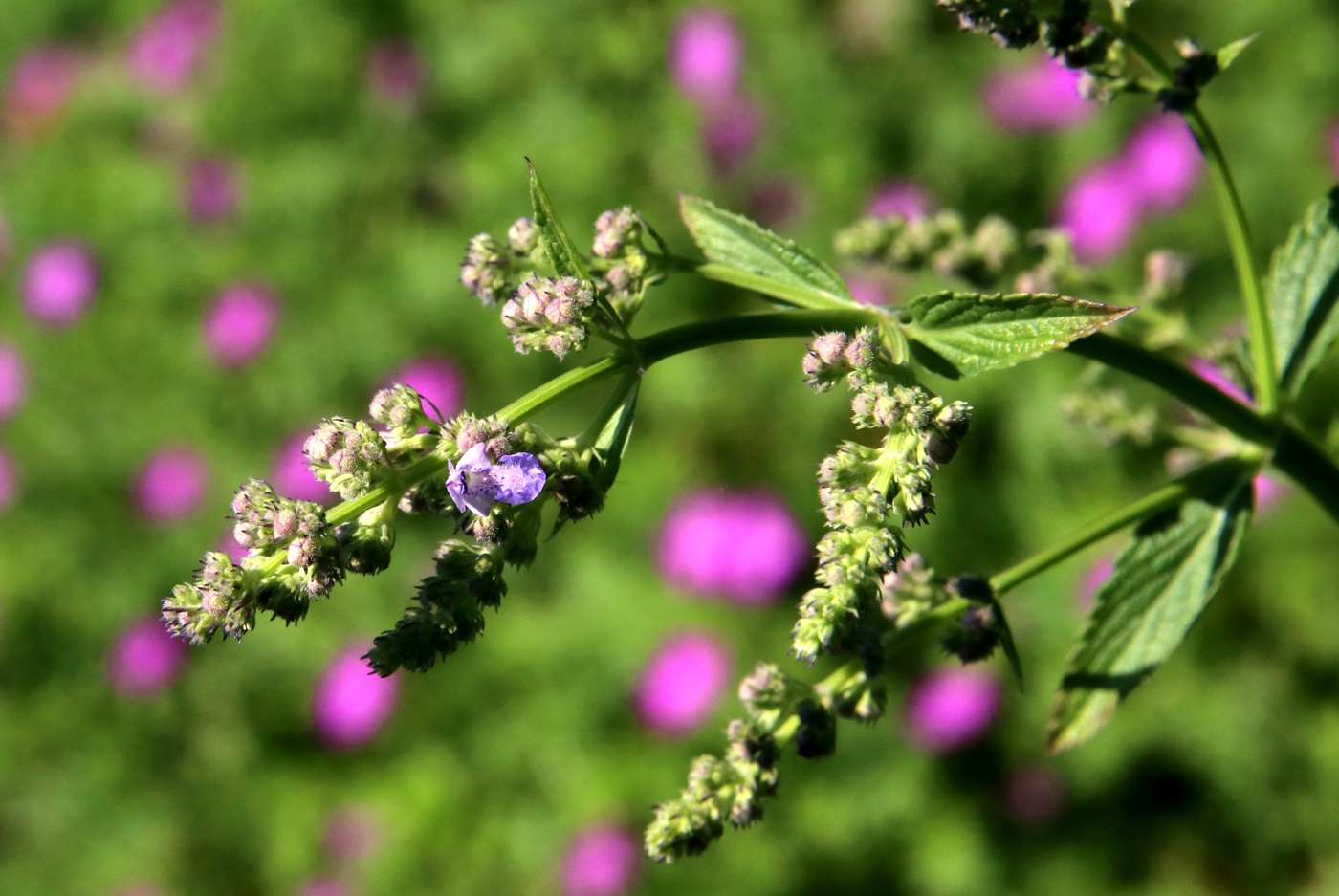 Image of Nepeta nuda specimen.