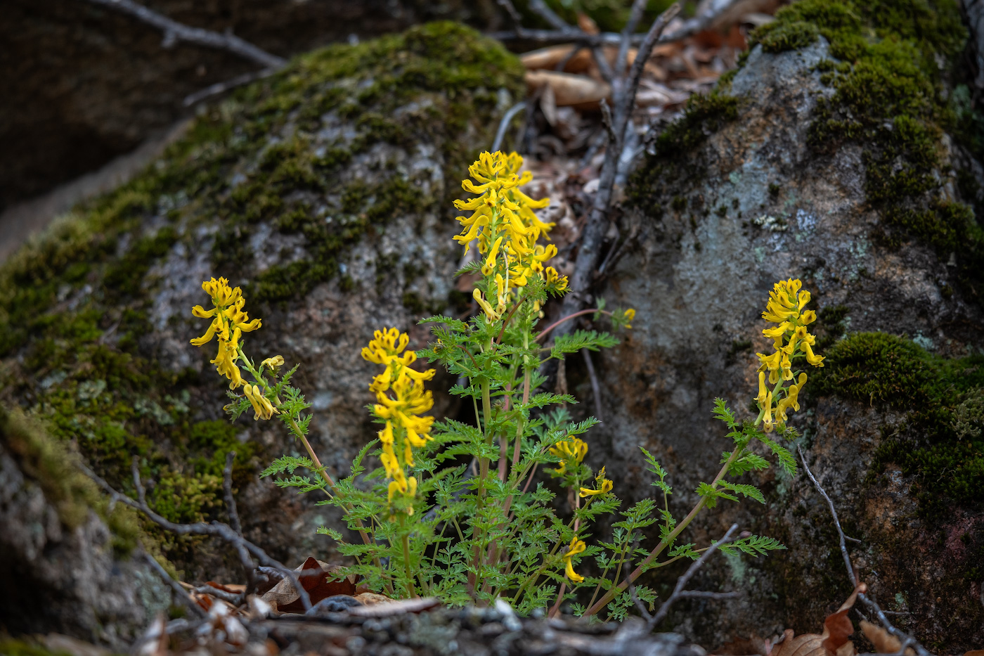 Изображение особи Corydalis speciosa.