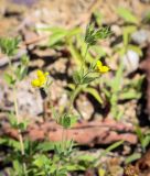 Lotus angustissimus. Верхушка цветущего растения. Абхазия, Гудаутский р-н, окр. с. Лдзаа, разнотравный луг. 08.06.2025.