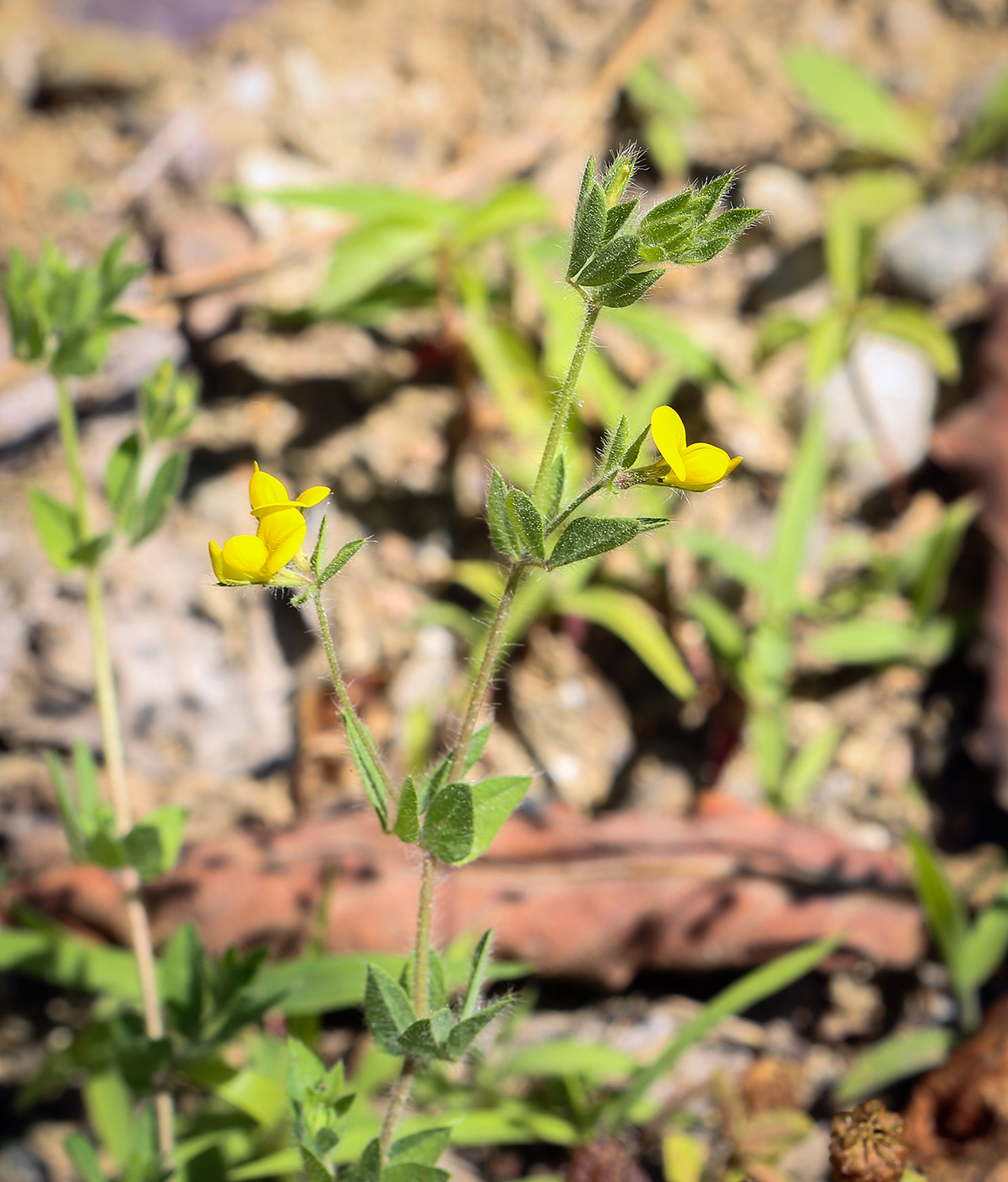 Изображение особи Lotus angustissimus.