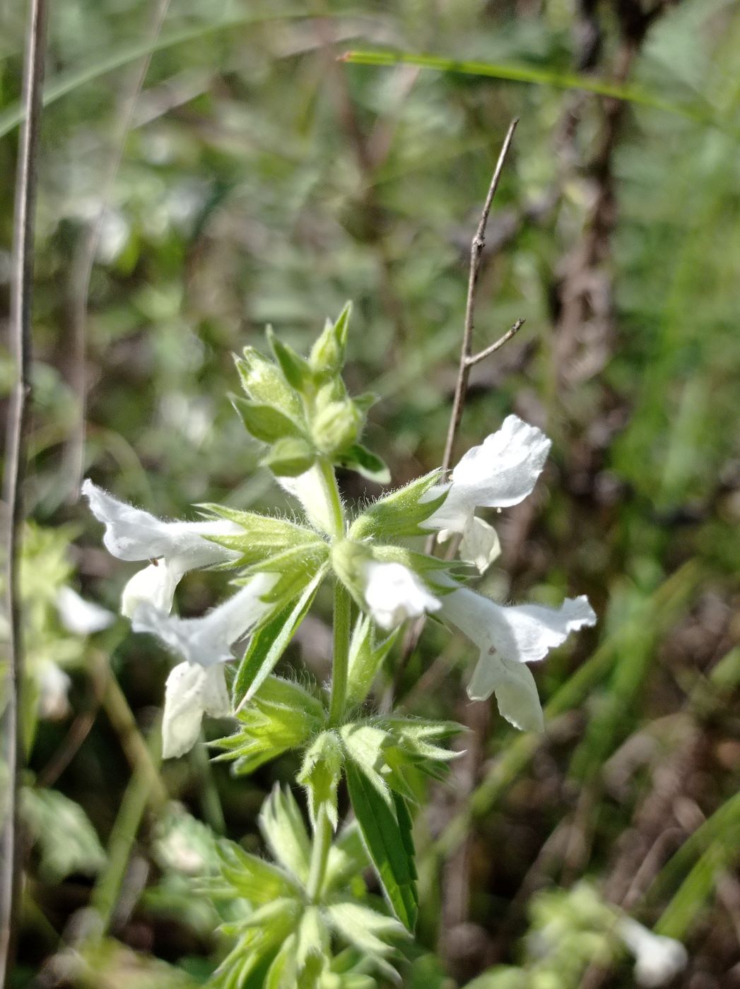 Image of genus Stachys specimen.
