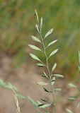 Festuca polesica. Верхняя часть соцветия. Ульяновская обл., Мелекесский р-н, окр. с. Лебяжье, сосновый бор на дюнах, вырубка под ЛЭП. 09.06.2024.