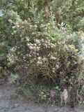 Daphne sericea. Цветущее растение. Италия, Тоскана, Природный парк Маремма. 12.04.2011.