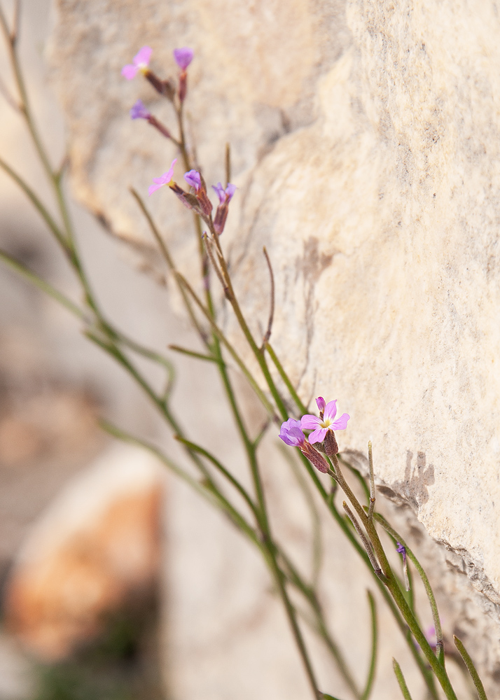 Image of Malcolmia chia specimen.